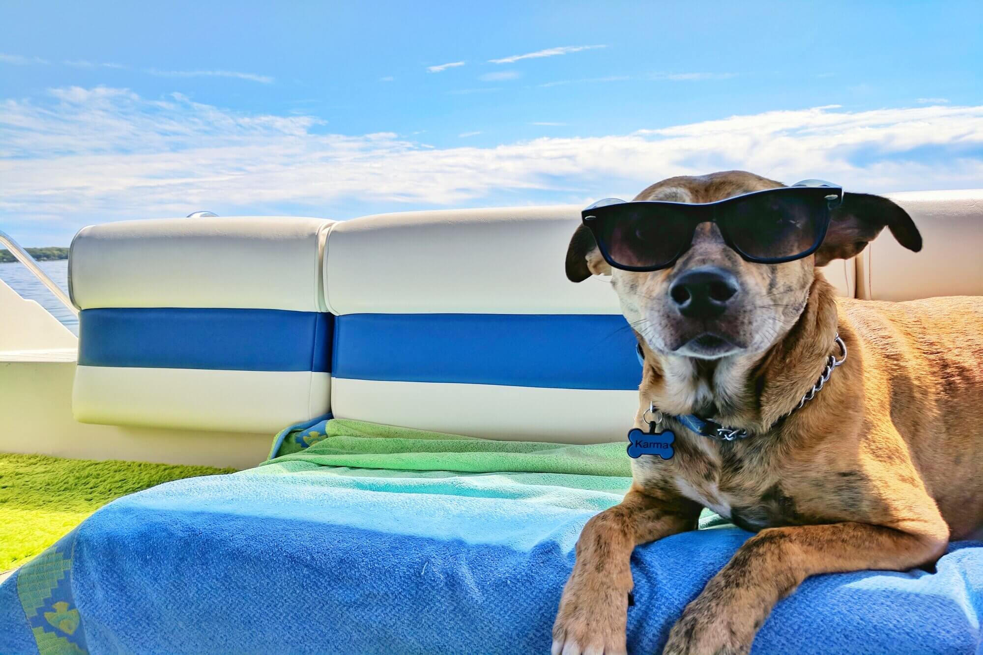 Tosa verão em cachorro: vale a pena fazer?