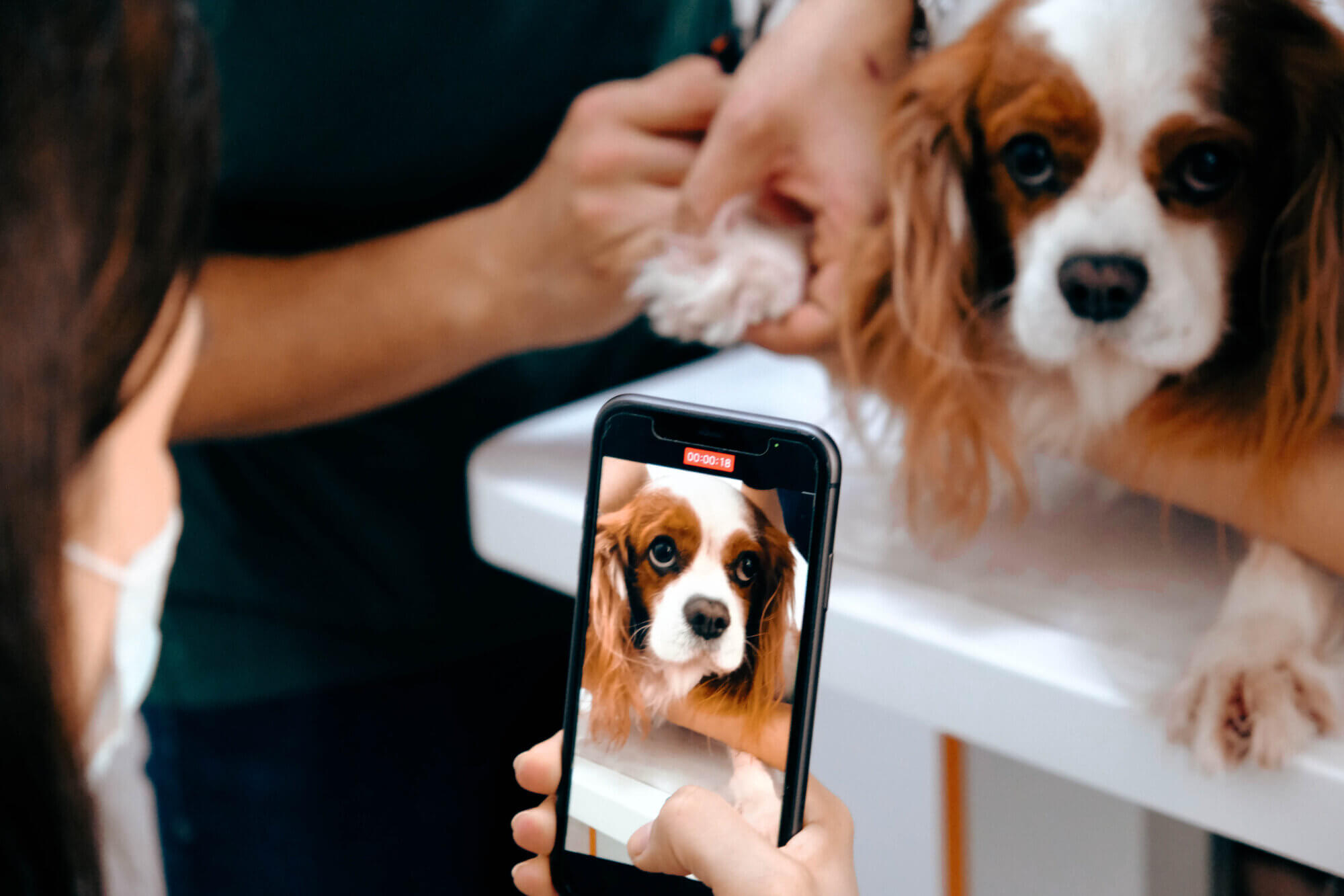 Estratégias de Marketing para Pet Grooming